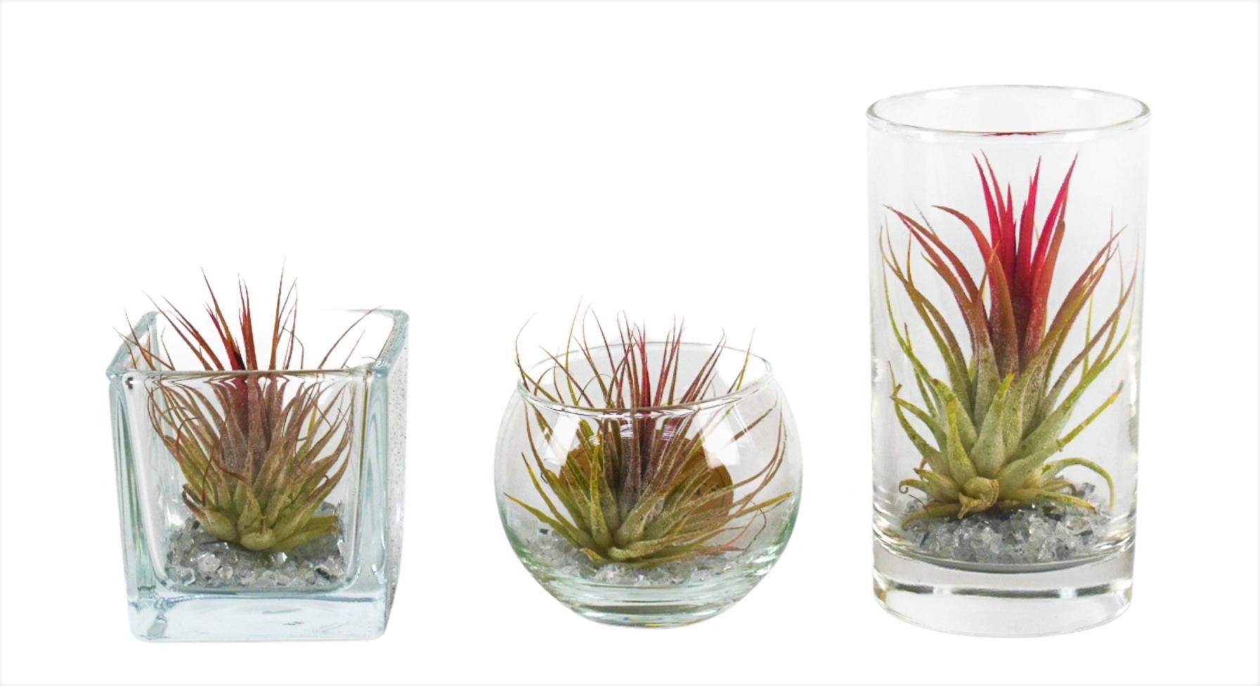 Tillandsia glas BVL mix, D 6