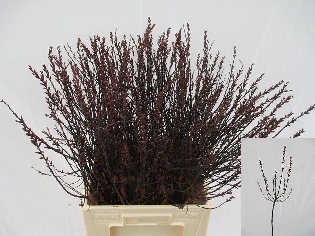 Мирика Гейл 70, шт.