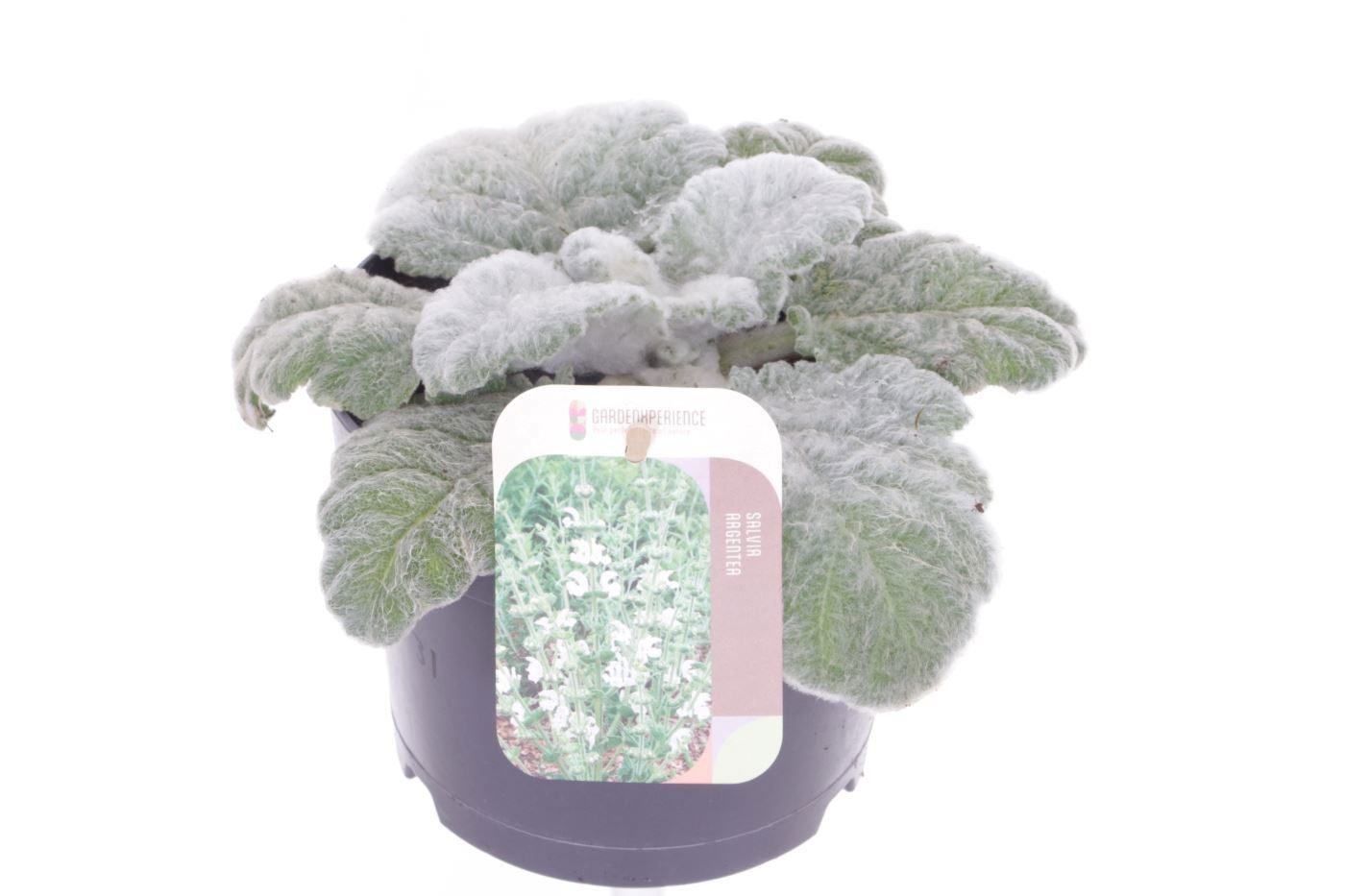 Salvia argentea, D 13