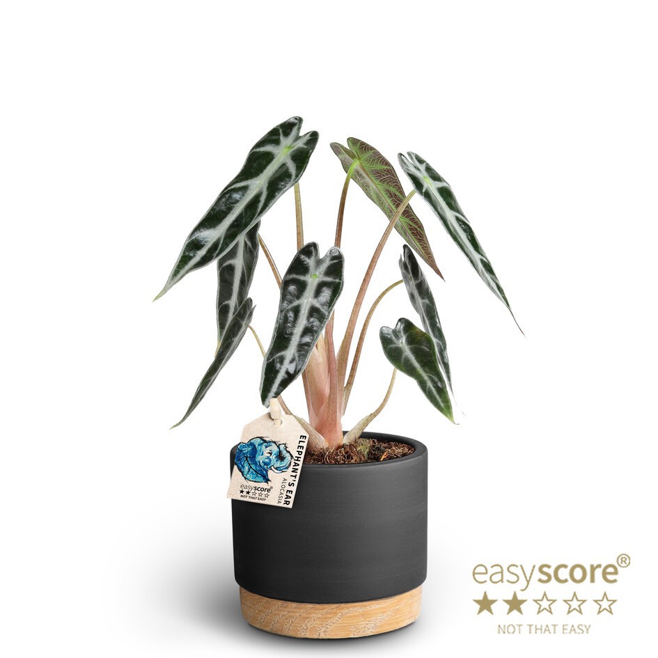 Woodbase Liquorice, Alocasia ´Bambino´, D 10