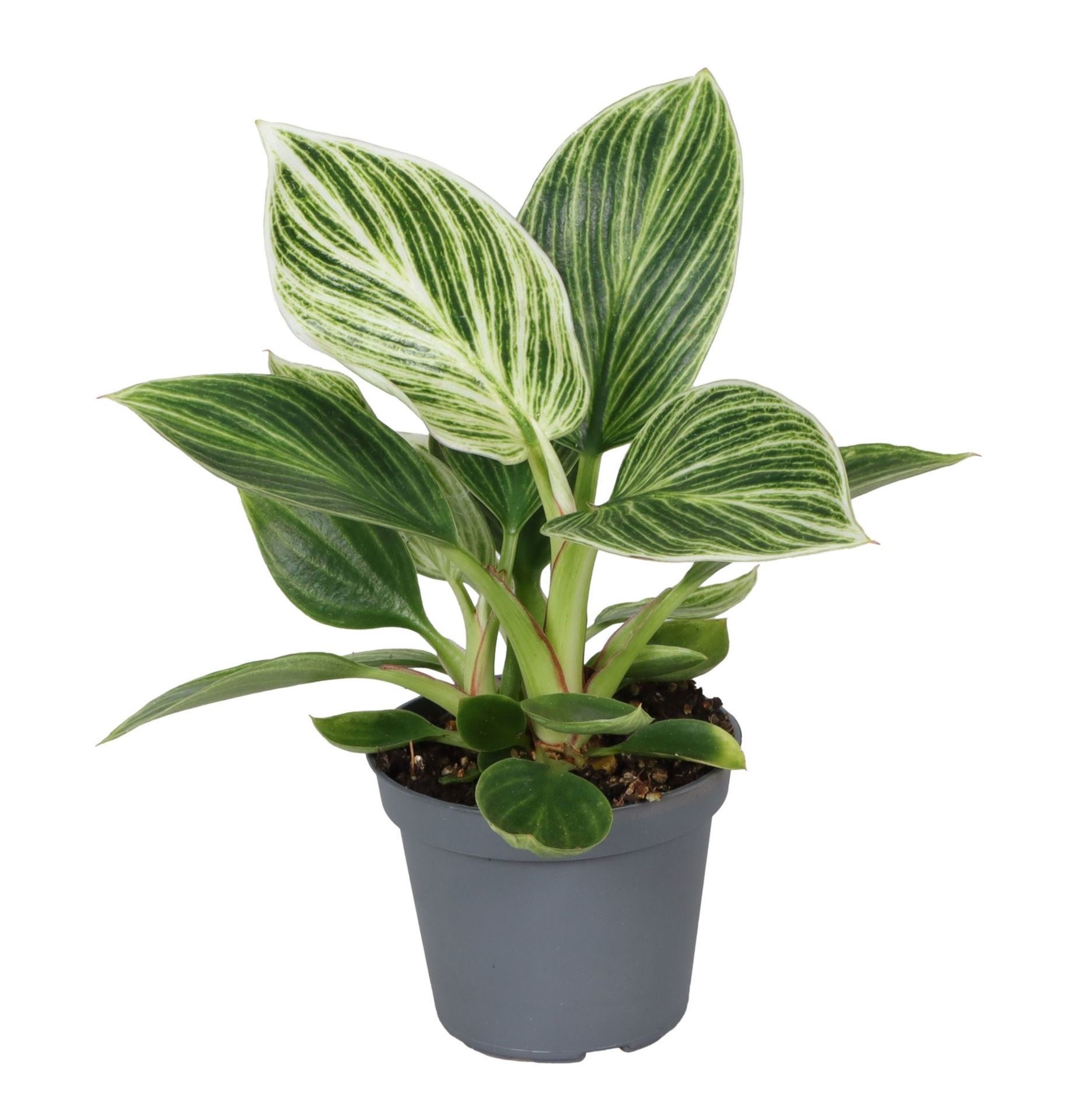 Philodendron White Measure, D 6