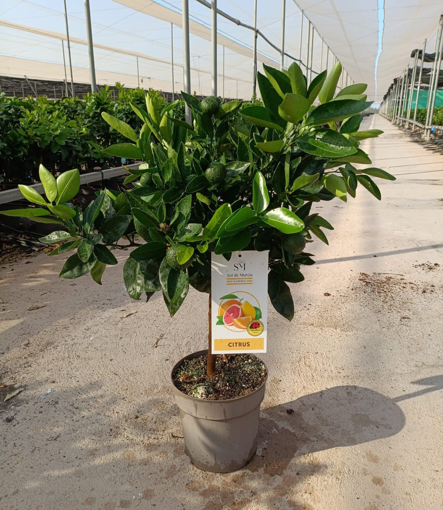 802 ET : P23 CITRUS MANDARIN, D 23