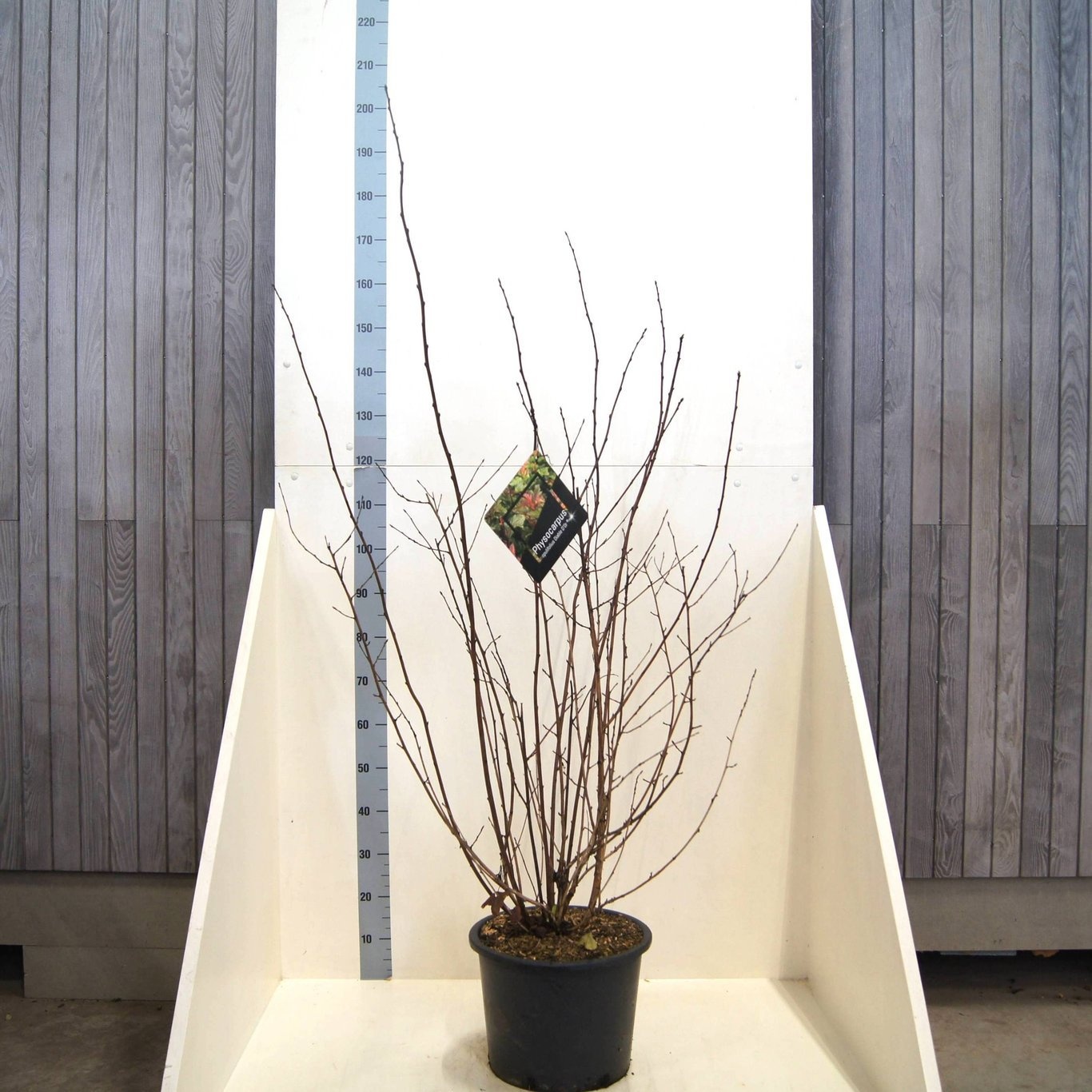 Physocarpus op. Diable d'Or, D 40