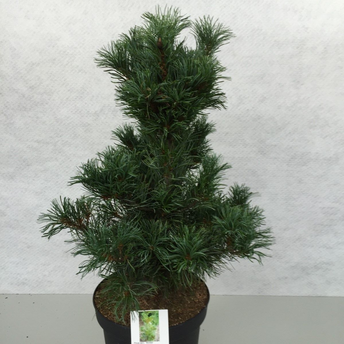 Pinus parviflora 'Bonsai', D 29