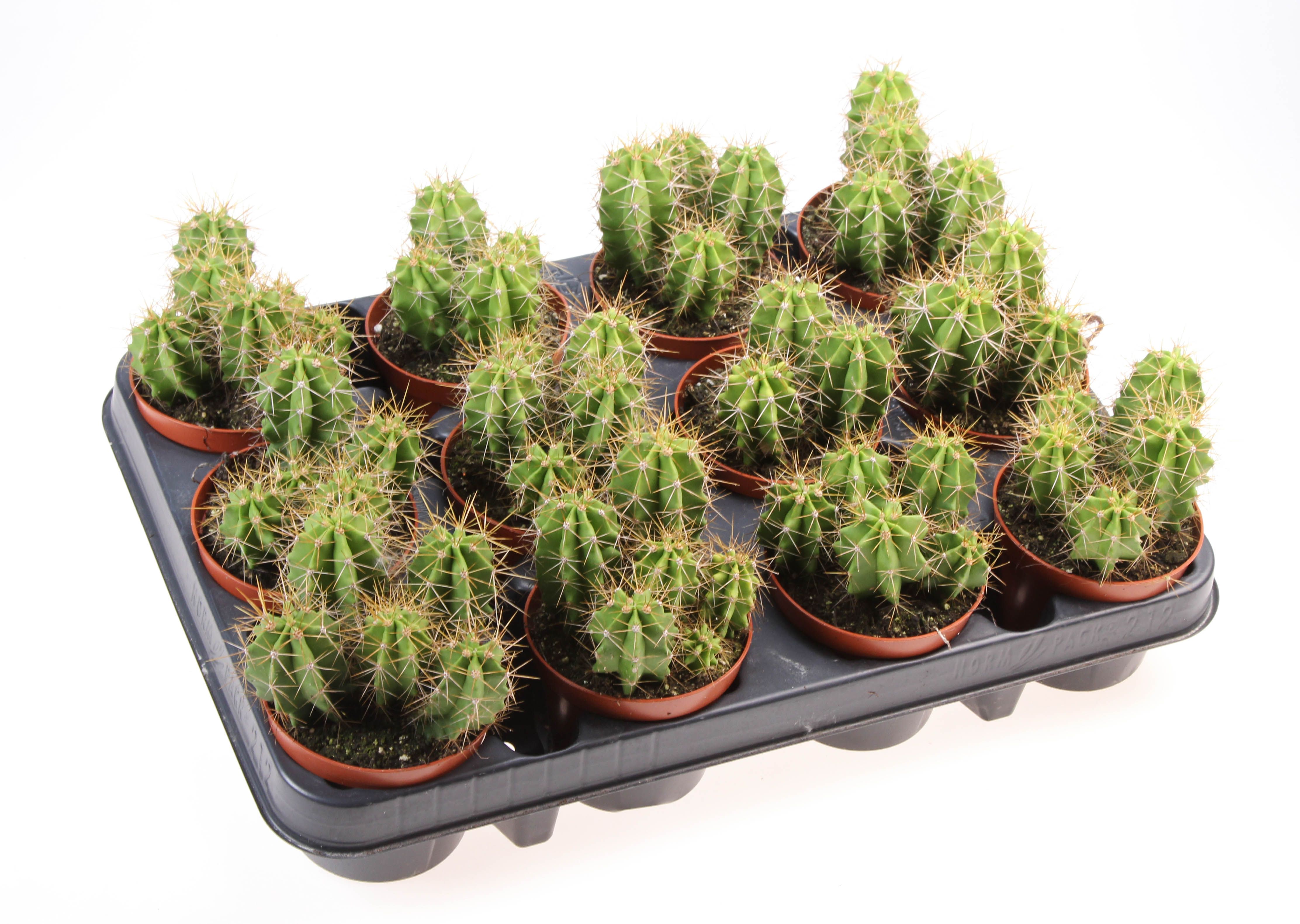 Heliabravoa chende, D 8,5