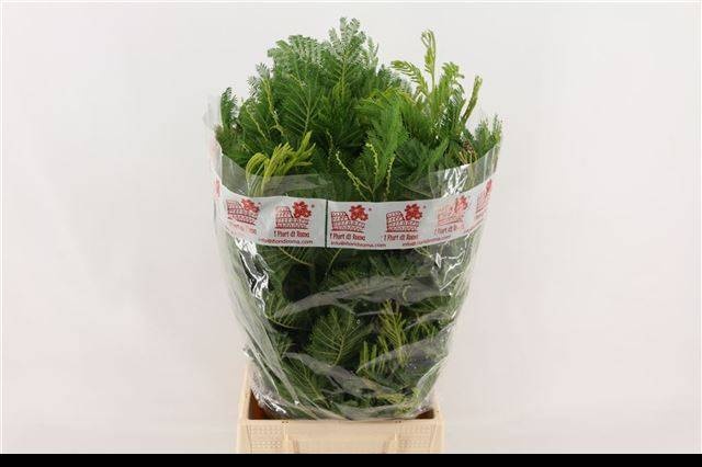 Мимоза Балеана за пучок 60, пуч.