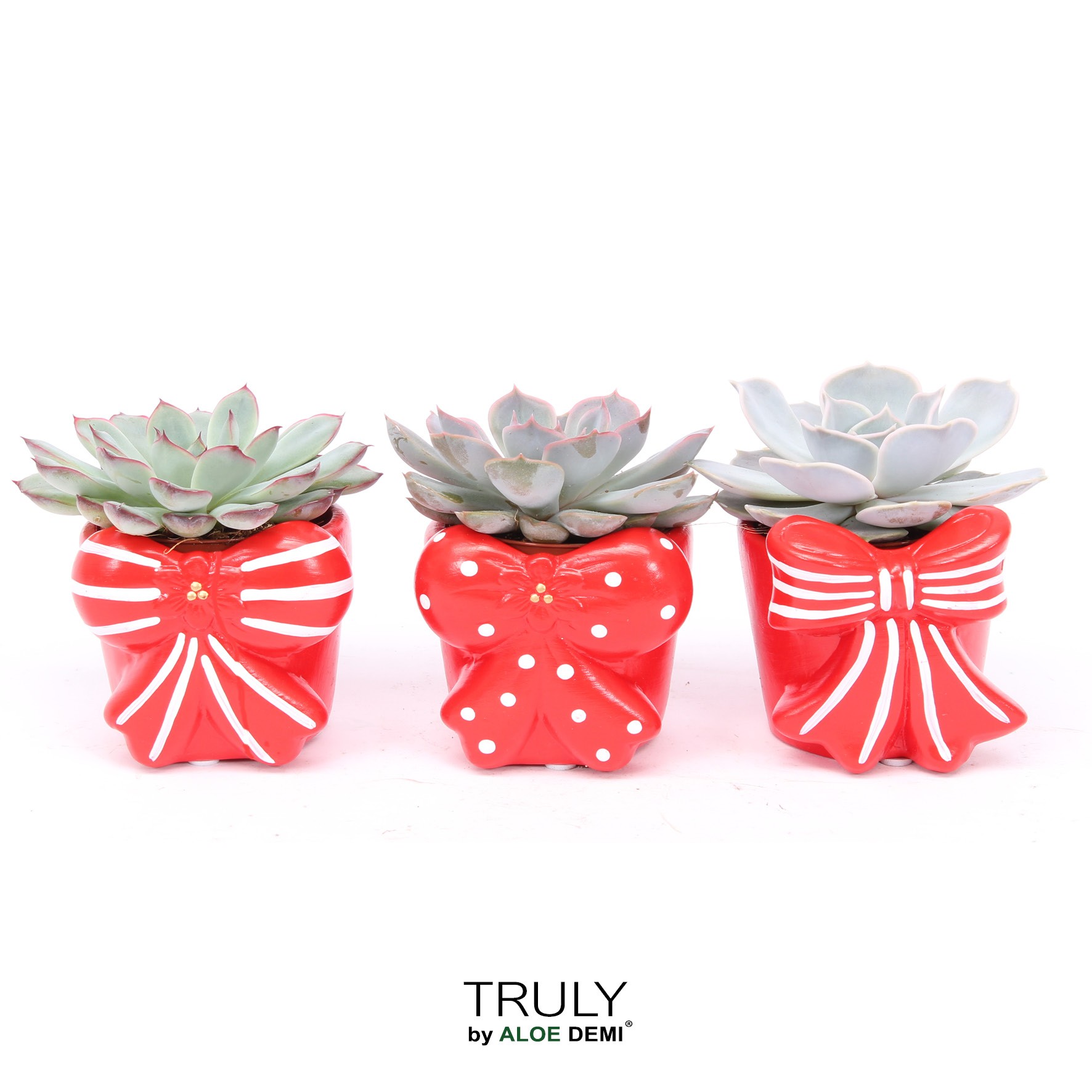 TRULY Echeveria, Bow, D 7