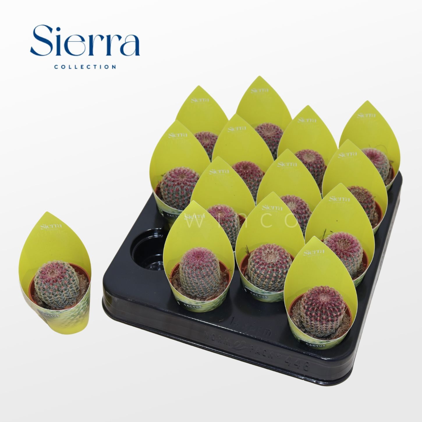 Echinocereus Rubrispinus (Sierra), D 5,5