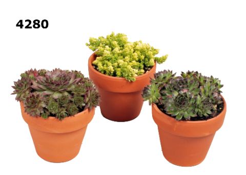 Sempervivum kommetje, D 9