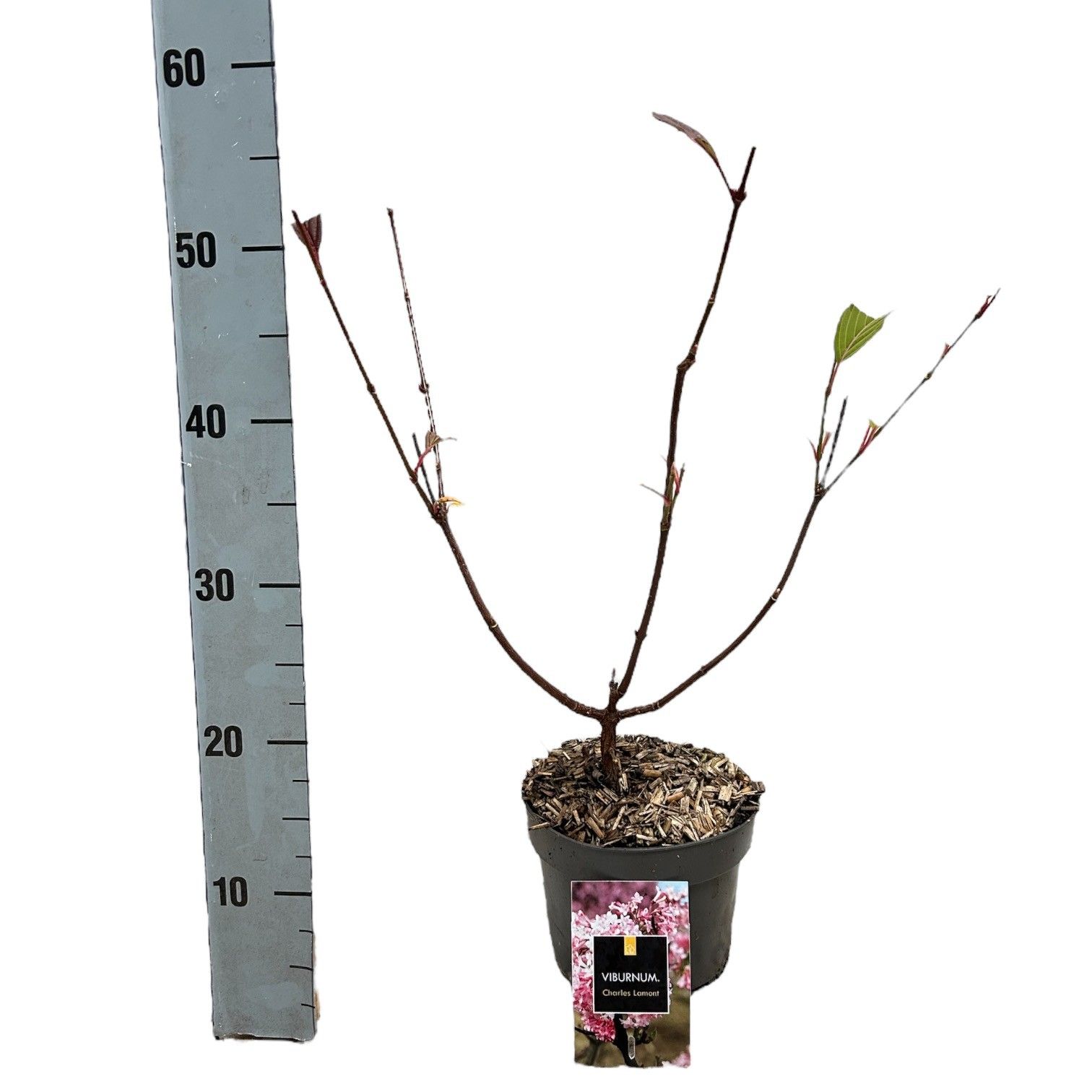 Viburnum bodnantense 'Charles Lamont', D 17