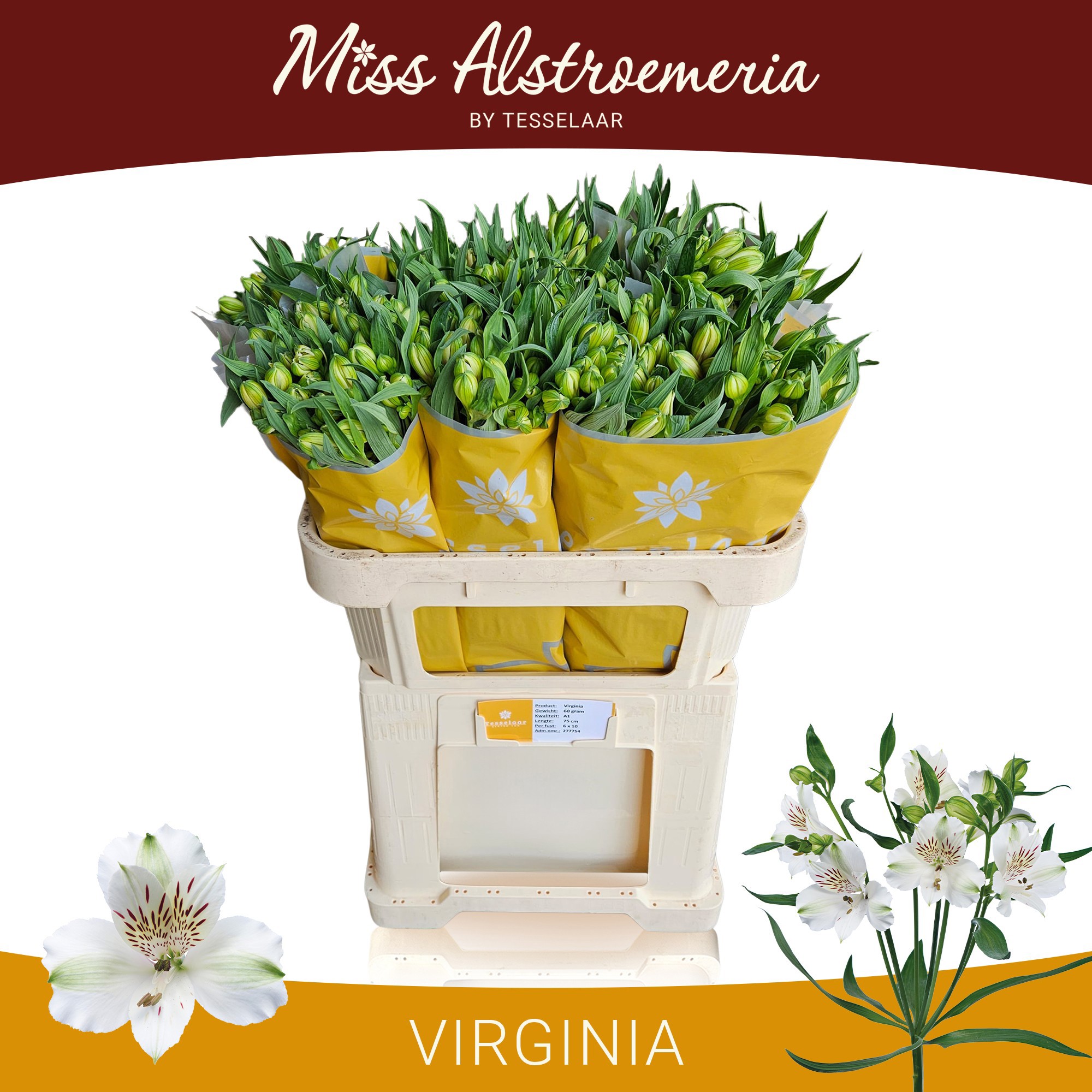 Альстромерия Вирджиния (бел.), шт.