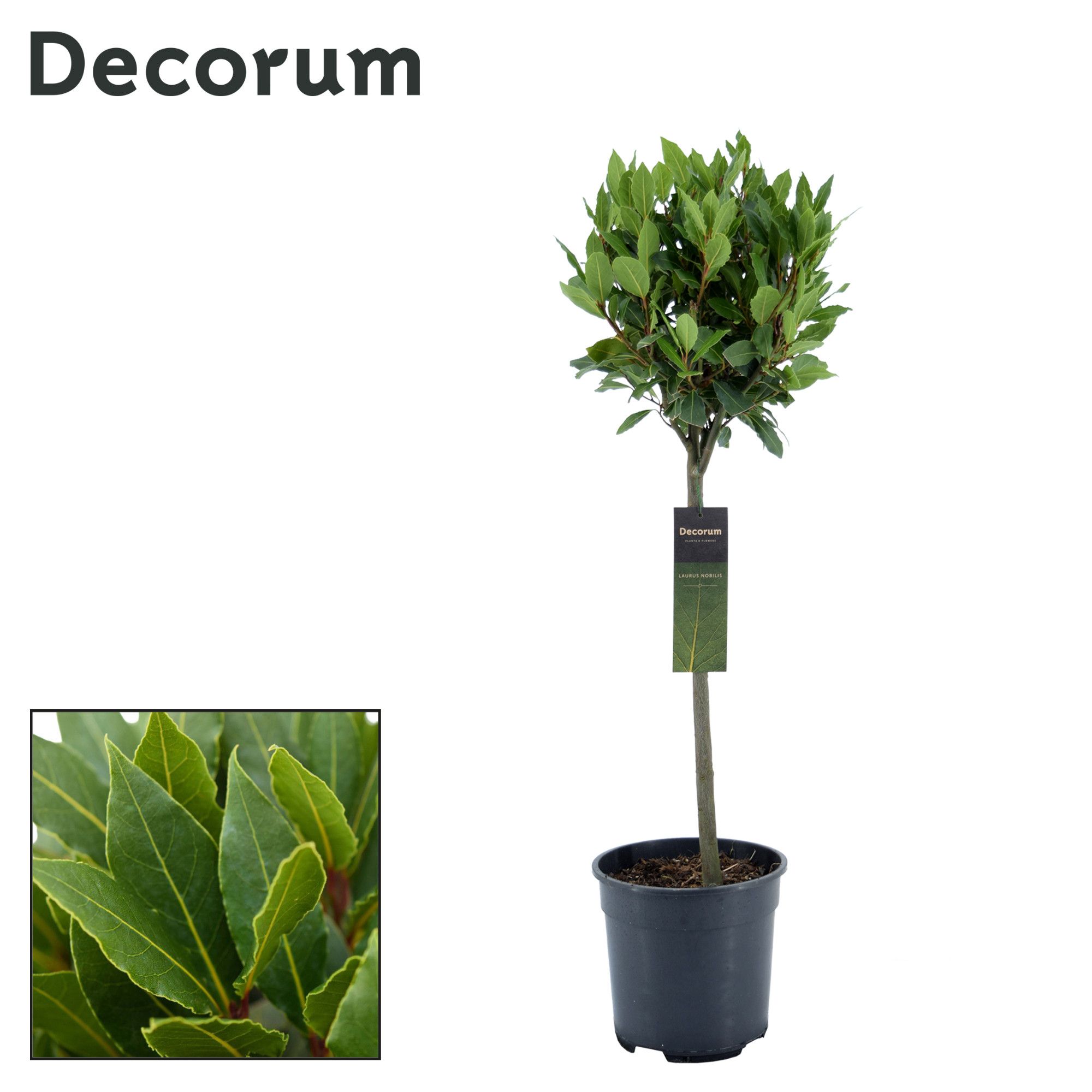 Laurus nobilis Bol op stam, D 20
