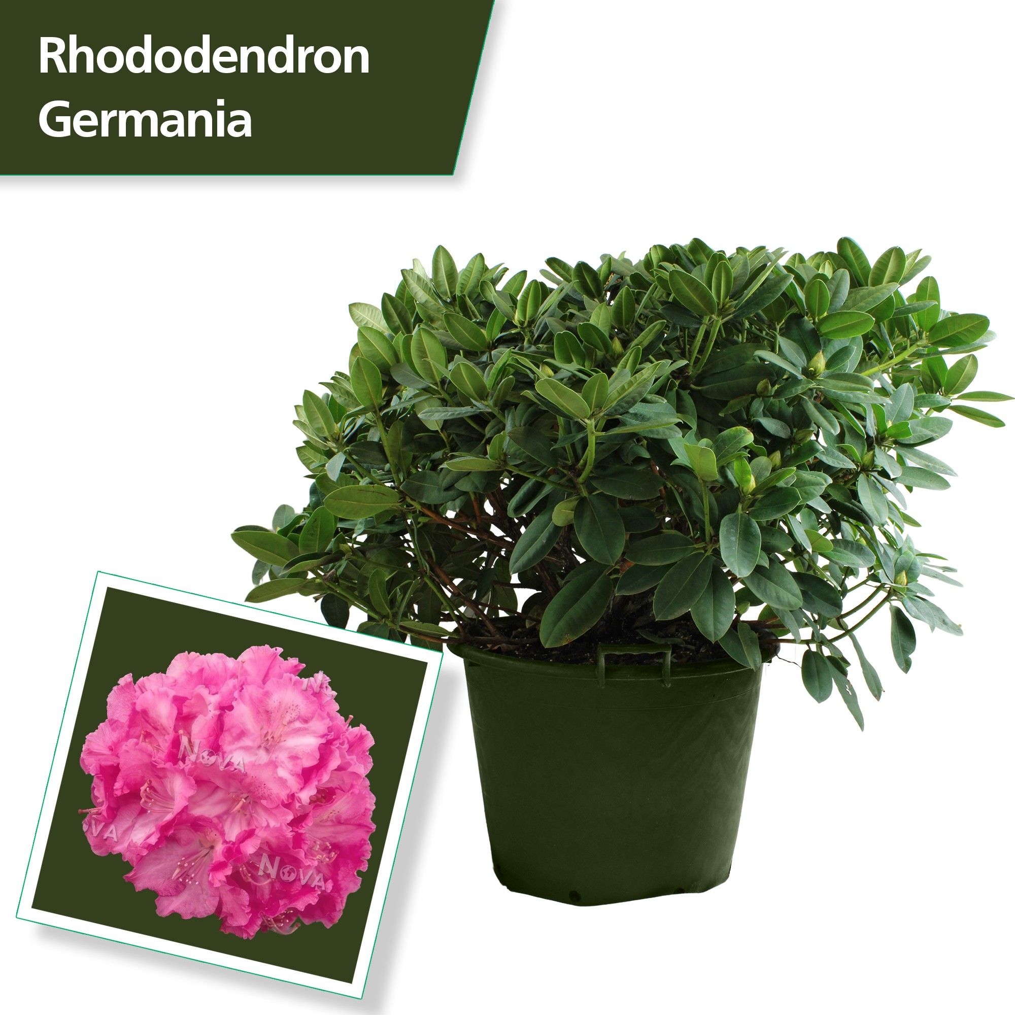 Rhodo. 'Germania' pink, D 62