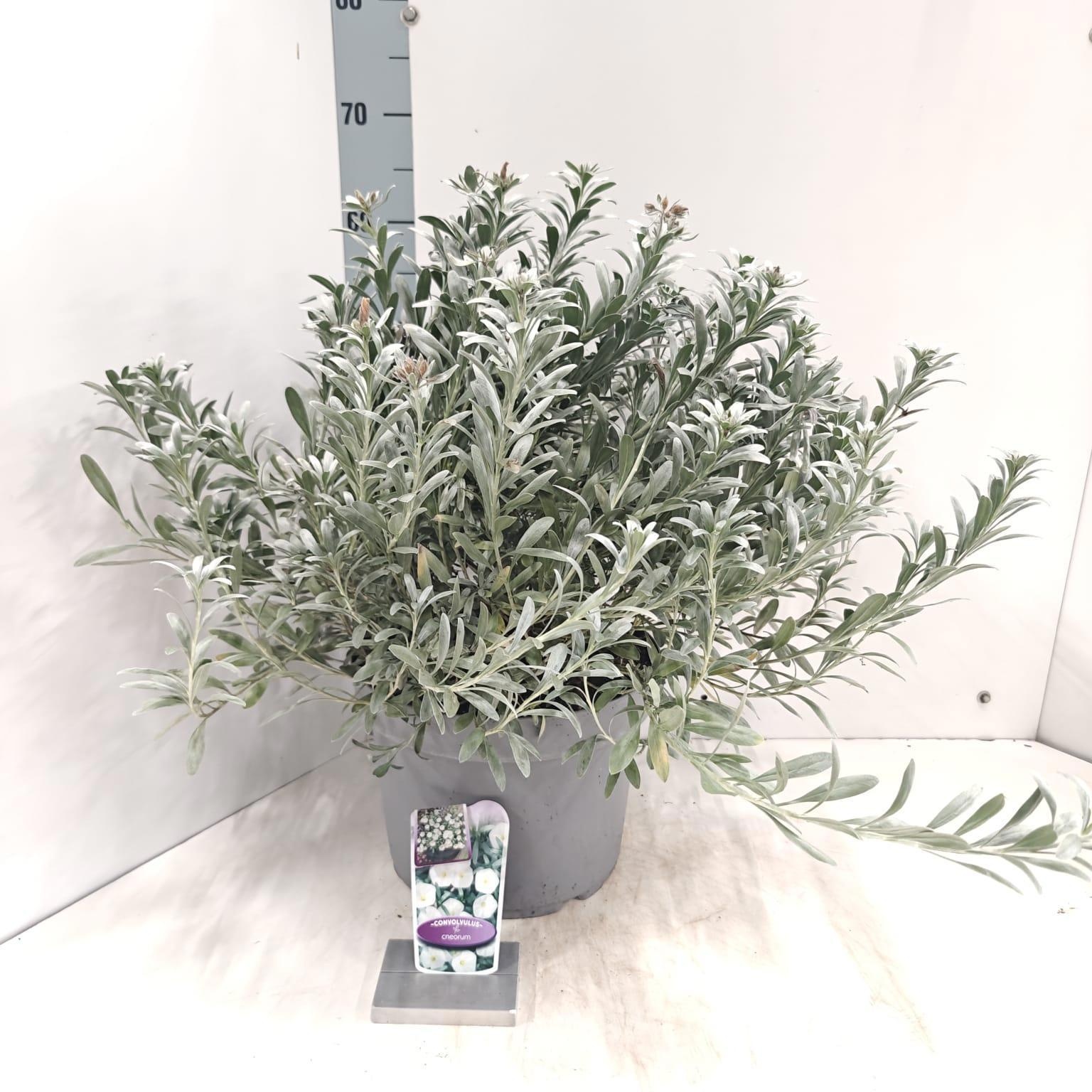 Convolvulus cneorum, D 29