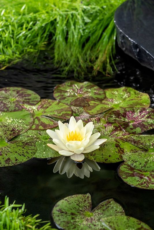 Nymphaea Marliacea Chromatella, D 11