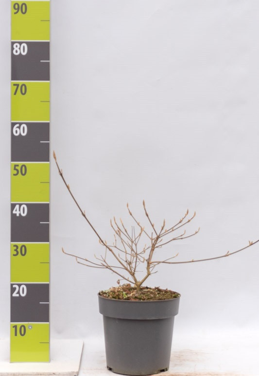 Callicarpa bodinieri 'Imperial Pearl'® C 4,6, D 24