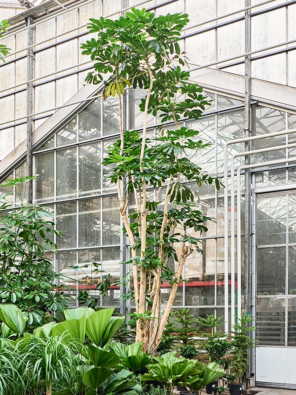 Schefflera actinophylla 'Amate', D 102