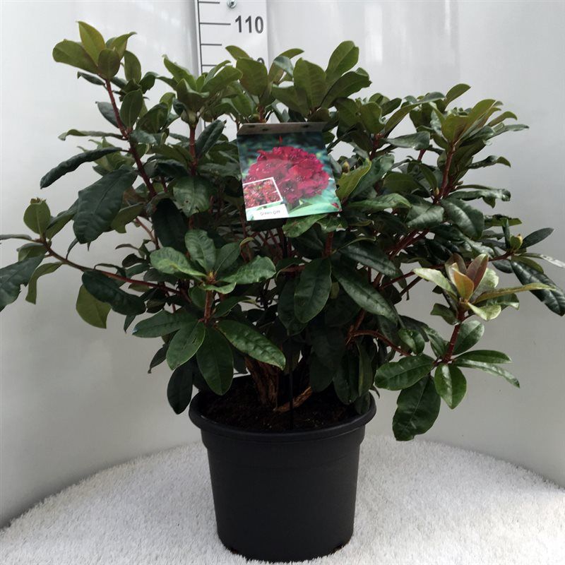 Rhodo. 'Moser's Maroon' dark red, D 37