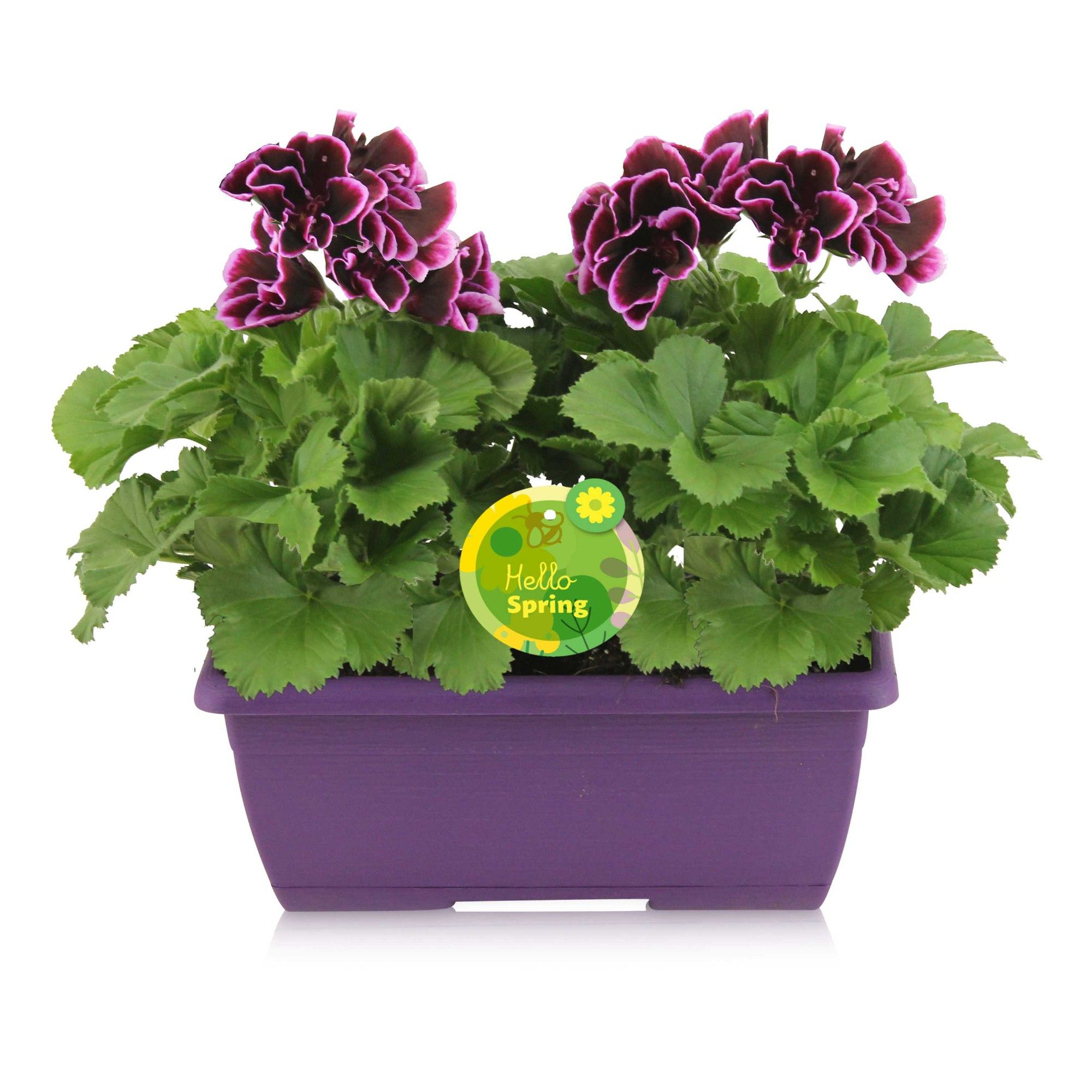 Hello Spring Pelargonium Grandiflorum Ton sur Ton in paars duobakje, D 25