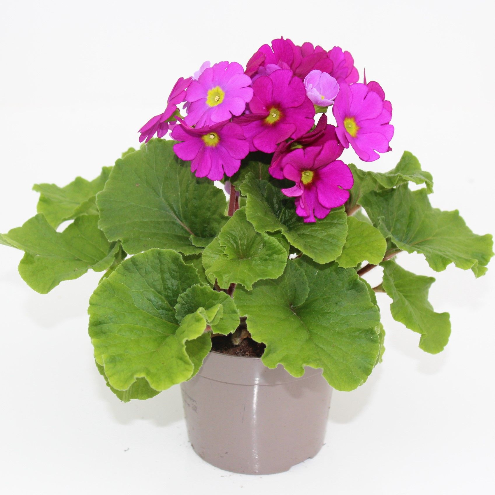 Primula Obconica Violet Sweet Kisses, D 12 cm