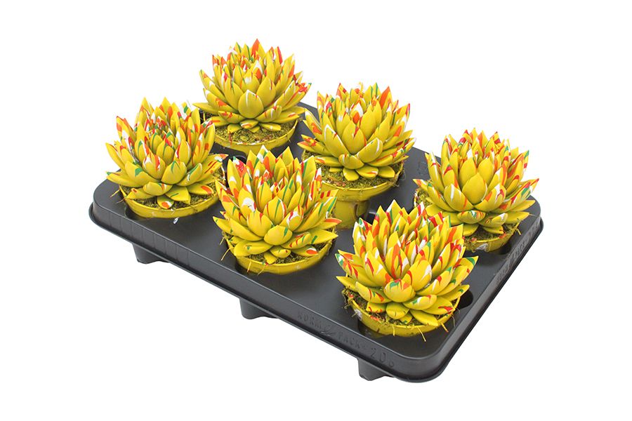 Miranda coloured Splash yellow, D 10,5 cm