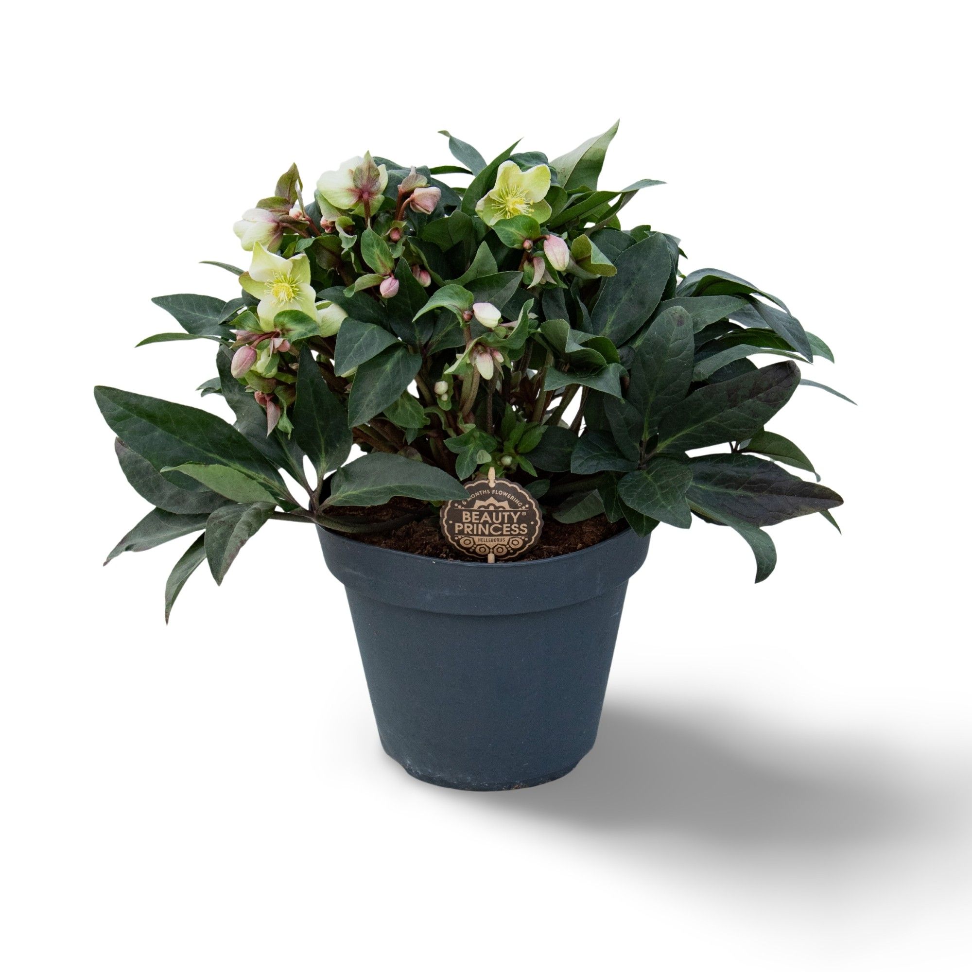 Helleborus Beauty Princess 29 CM ©, D 29 cm