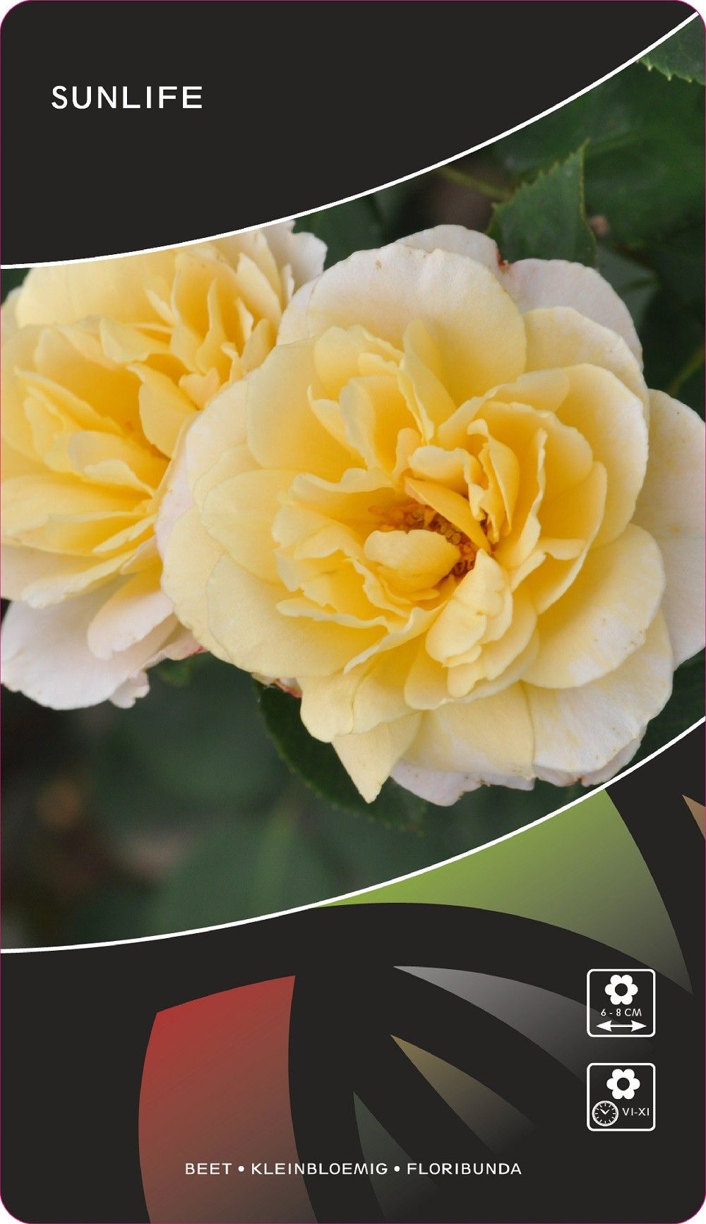 Rosa (F) Sunlife, D 17