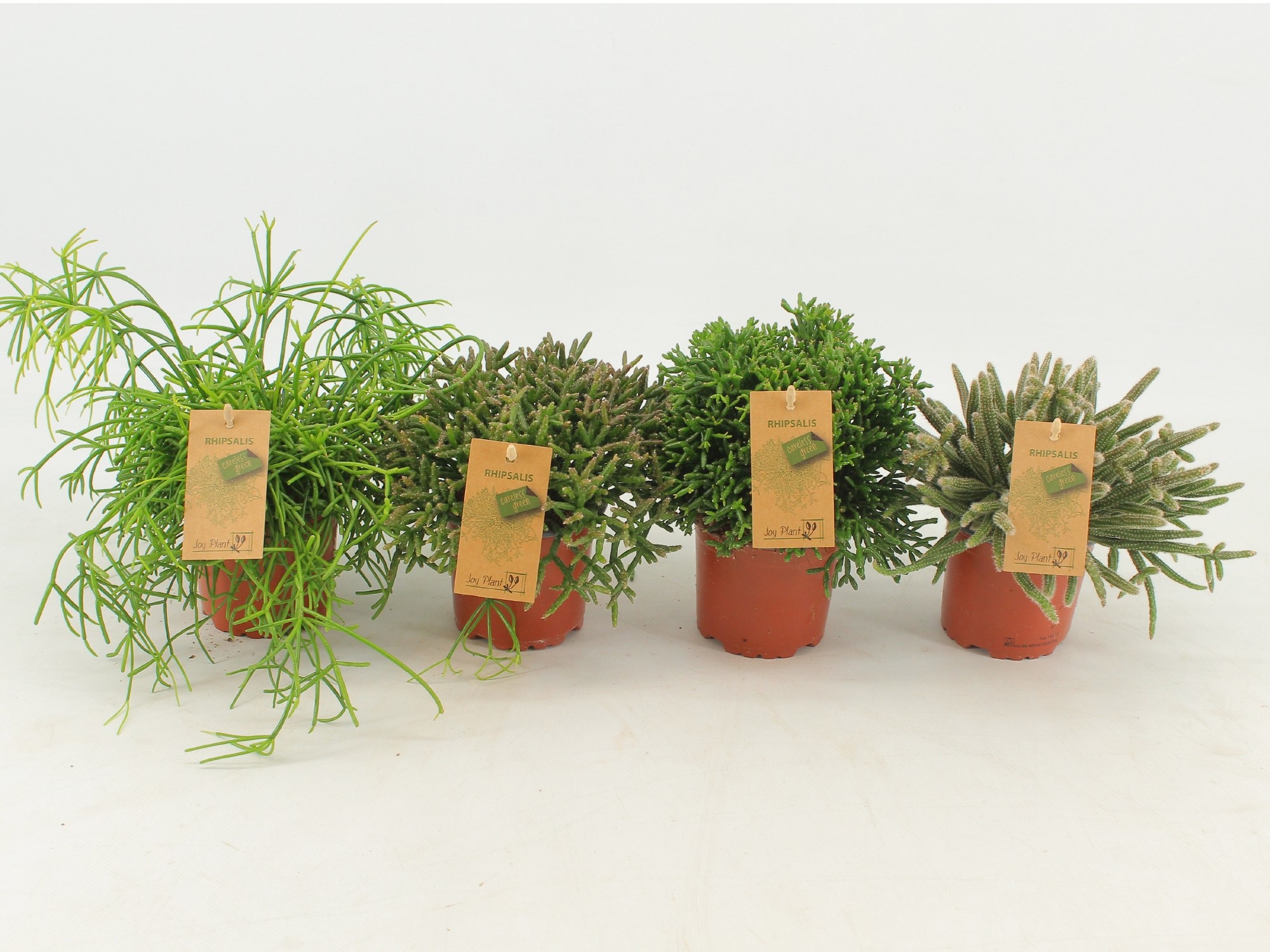 Rhipsalis gemengd P10,5, D 10,5