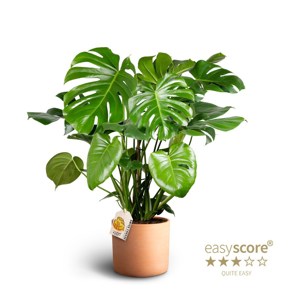 Raw Terracotta, Monstera deliciosa, D 26