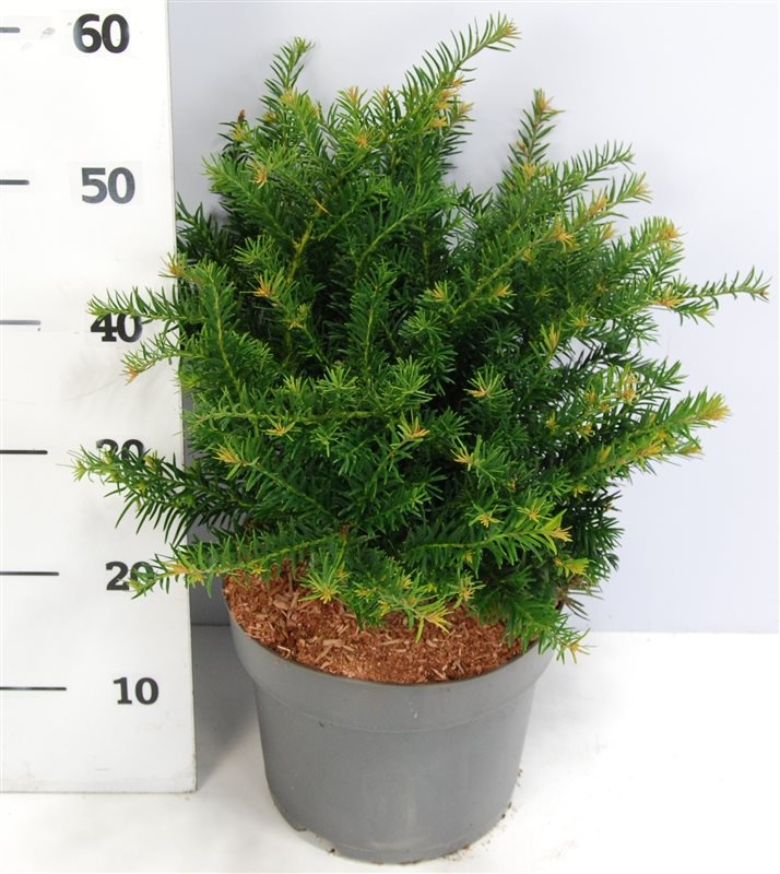 Taxus b. 'Repandens', D 26