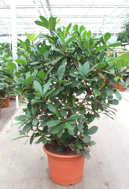 Ficus Cyathistipula, D 50