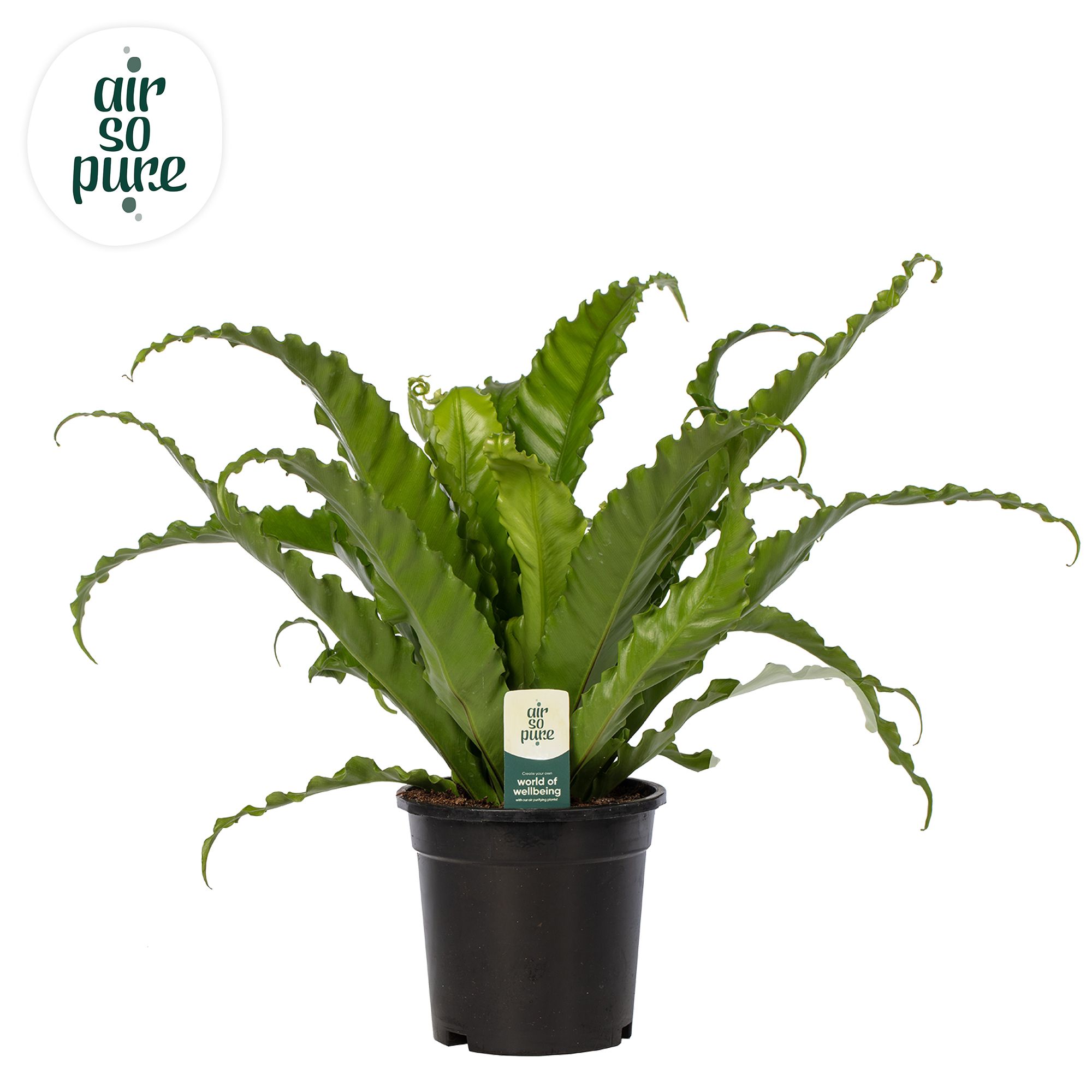 Asplenium Osaka - Air So Pure, D 17