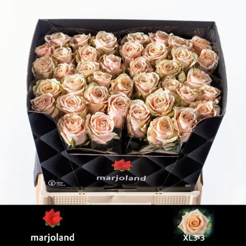 Роза од. Беллини! 60, шт.