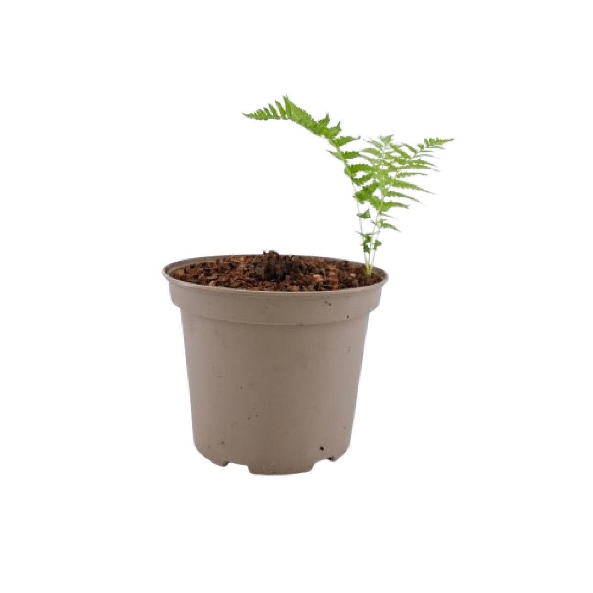 Matteuccia struthiopteris, D 17