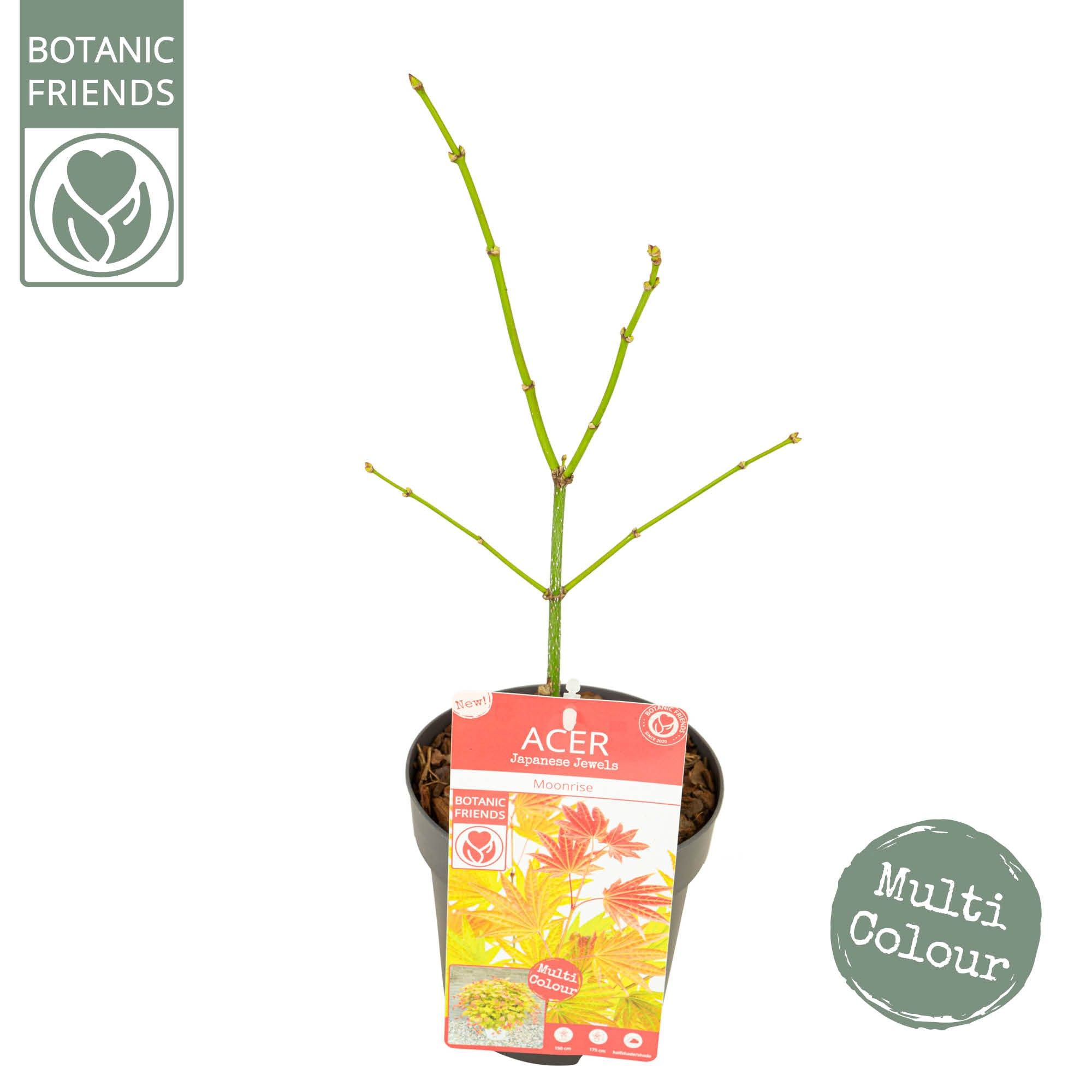 Acer shirasawanum 'Moonrise' ®, D 15