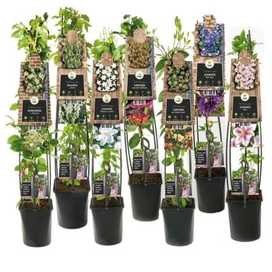 Mixtray 50% Clematis, 50% Climbers +3.0 label, D 23