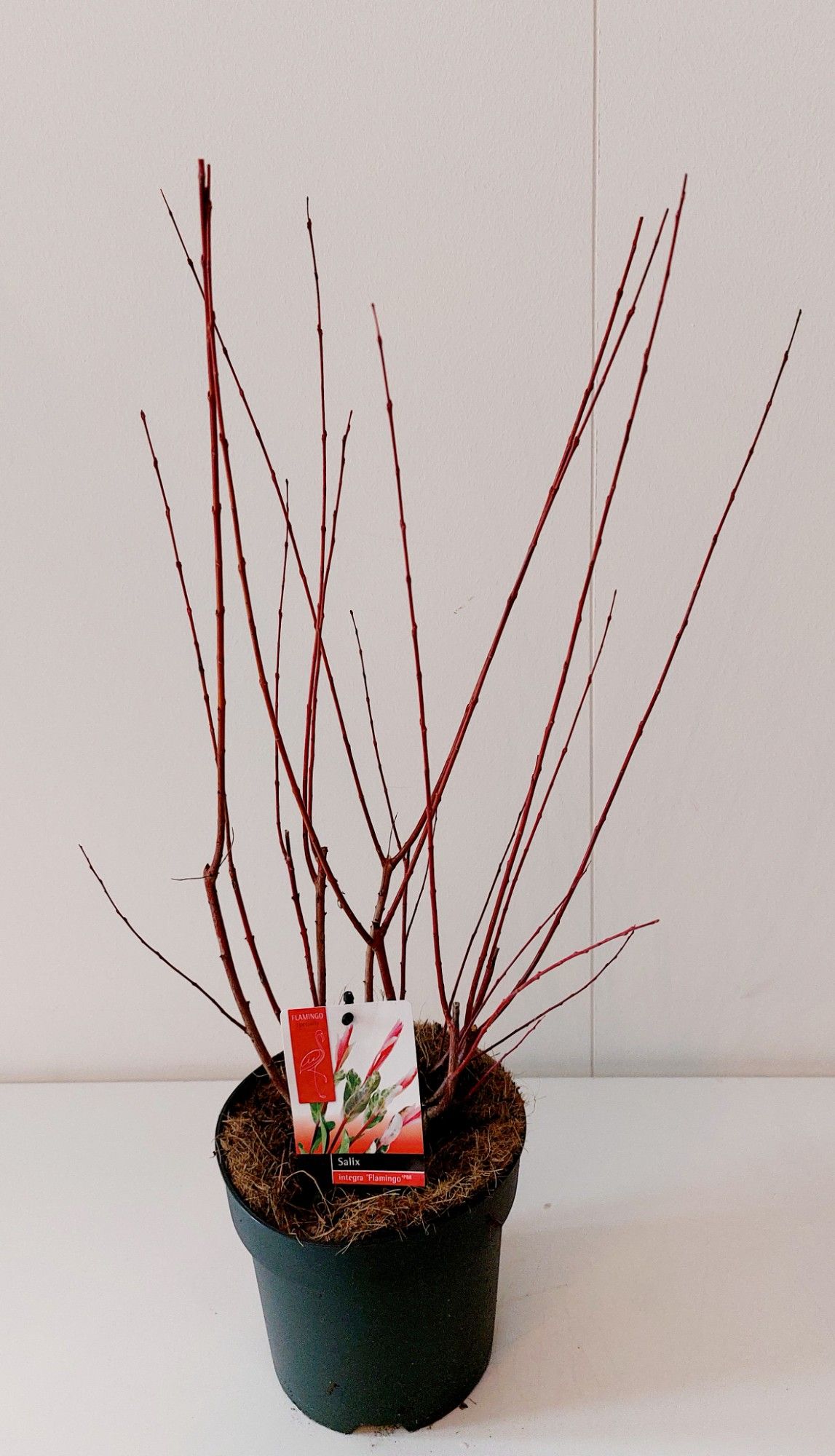 Salix Flamingo bush p17, D 17