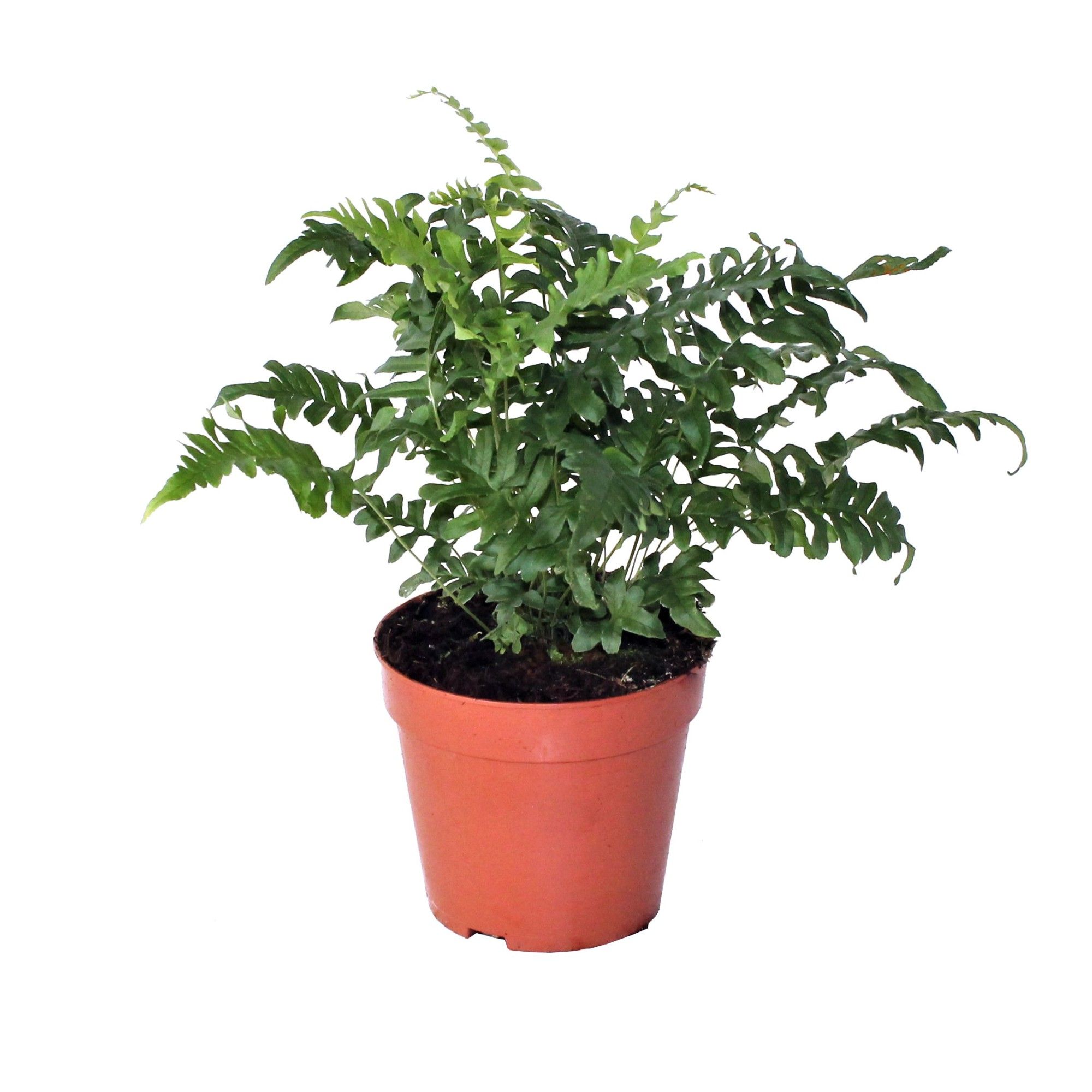 Polypodium Vulgare (Winterhard), D 12