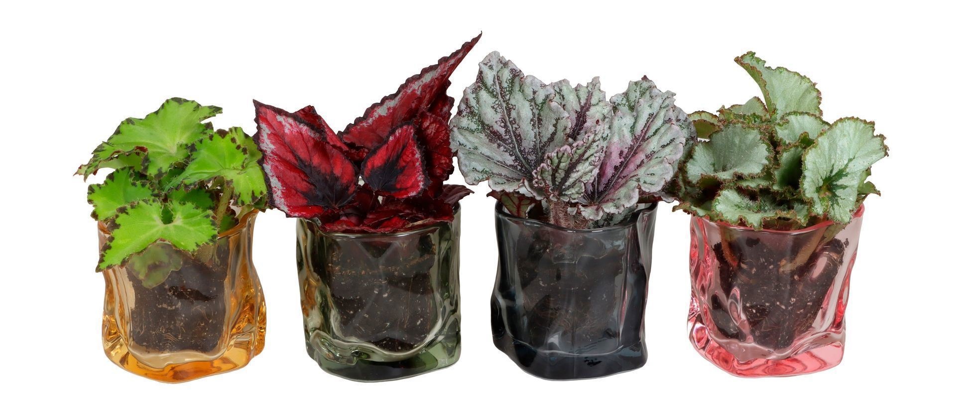 L 67403 with Begonia Mix 6 cm, D 6