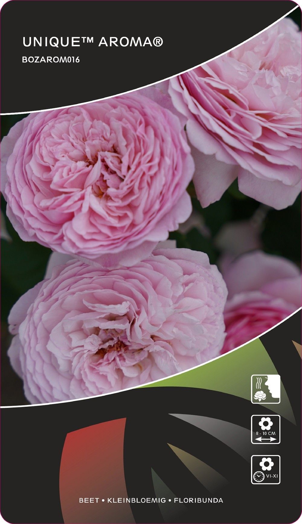 Rosa (F) Unique™ Aroma® Sense of Love Collection, D 17