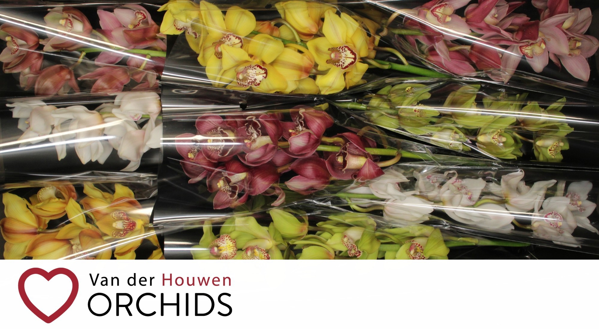 Цимбидиум Микс x9 60, шт.