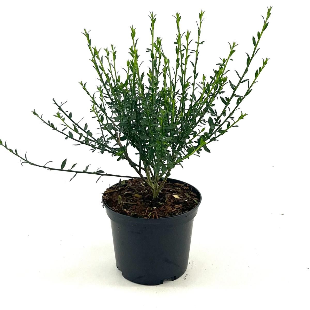 Cytisus 'Luna', D 17 cm