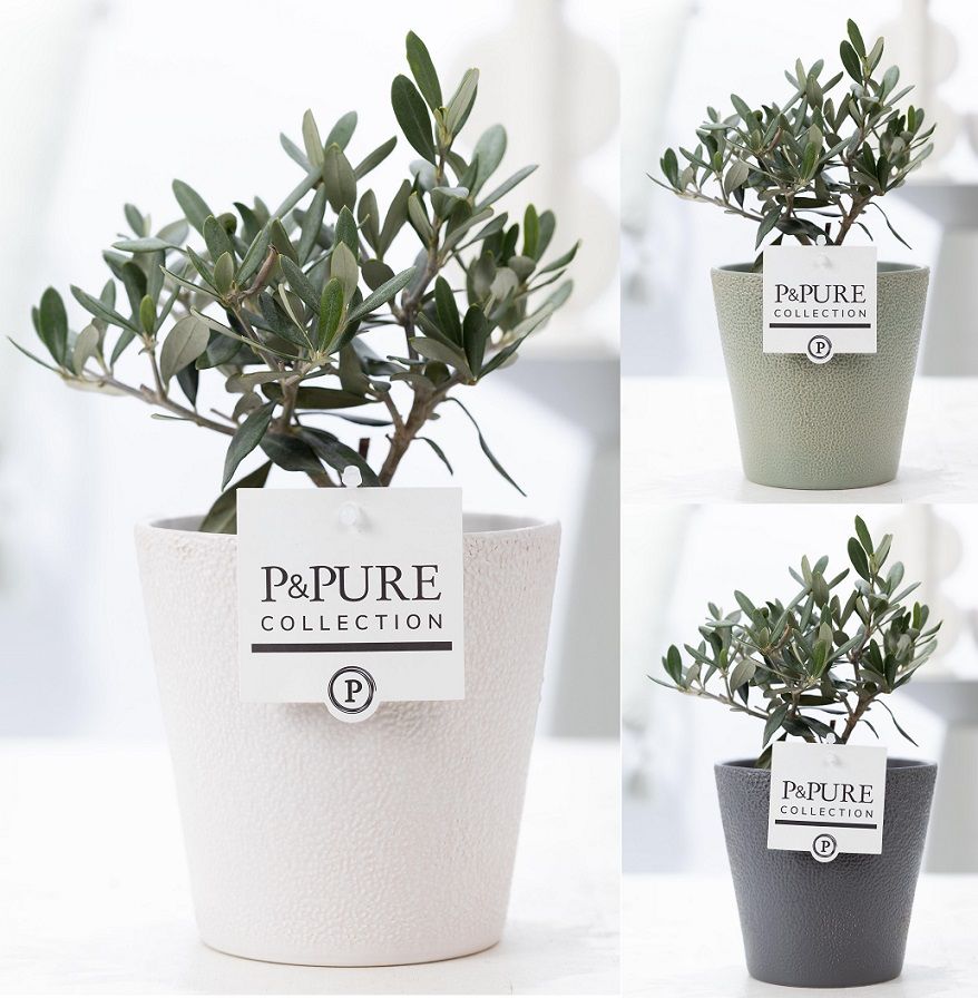 Olea Europaea in P&PURE Ruby ceramics ass. 3, D 12