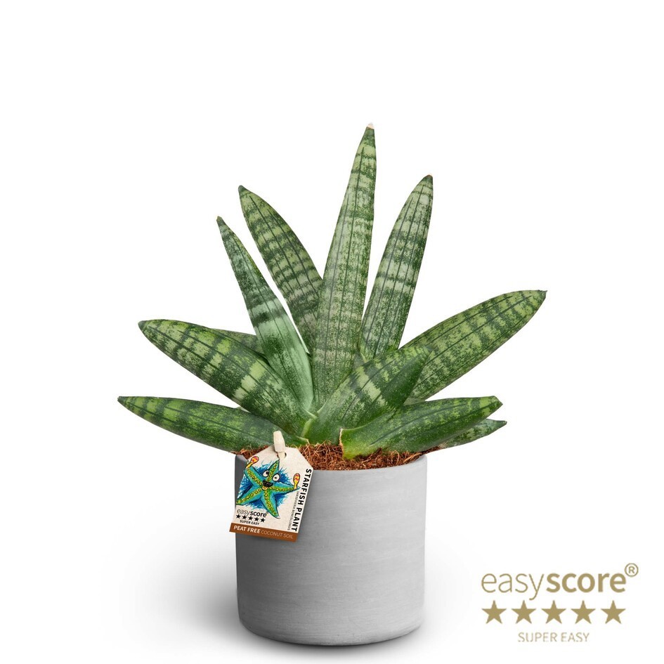 SANSEVIERIA BONCELLENSIS 40930054 Raw G Boncellensis, D 10 cm