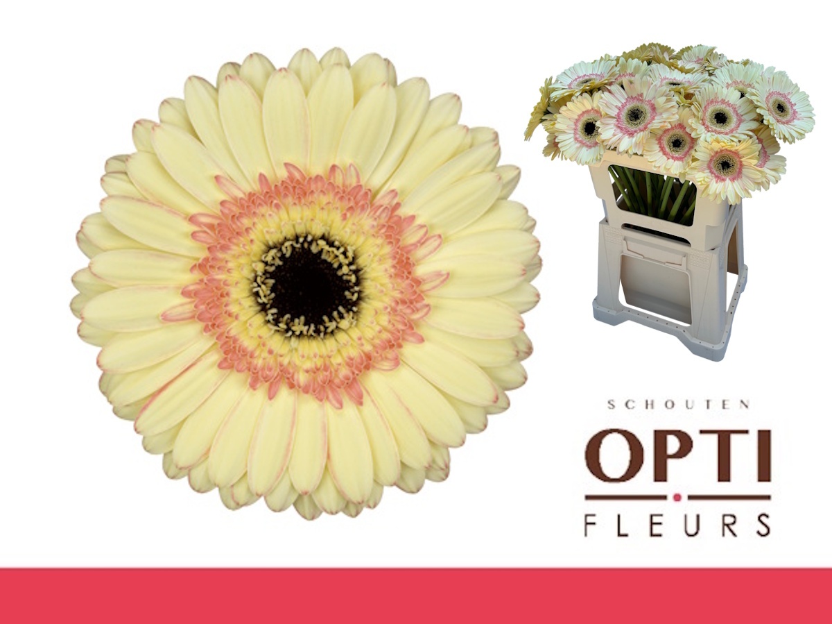 Гербера Картиз, шт.