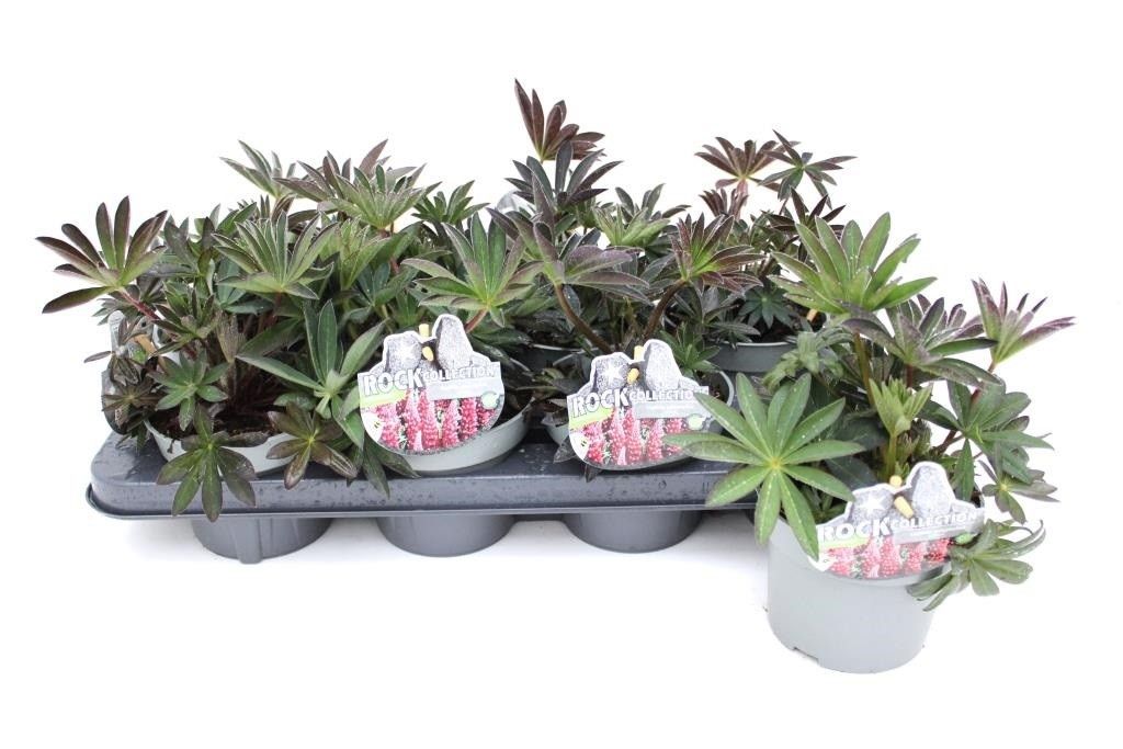 Lupinus polyphyllus, Rockcollection, rood, D 13