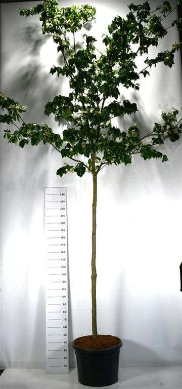 Cornus Venus, D 60 cm