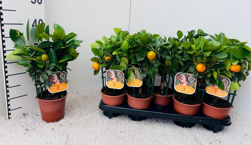 Citrus Calamondin rack/trellis (s2), D 12