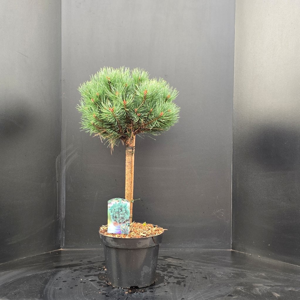 Pinus sylvestris Watereri Stam, D 29 cm