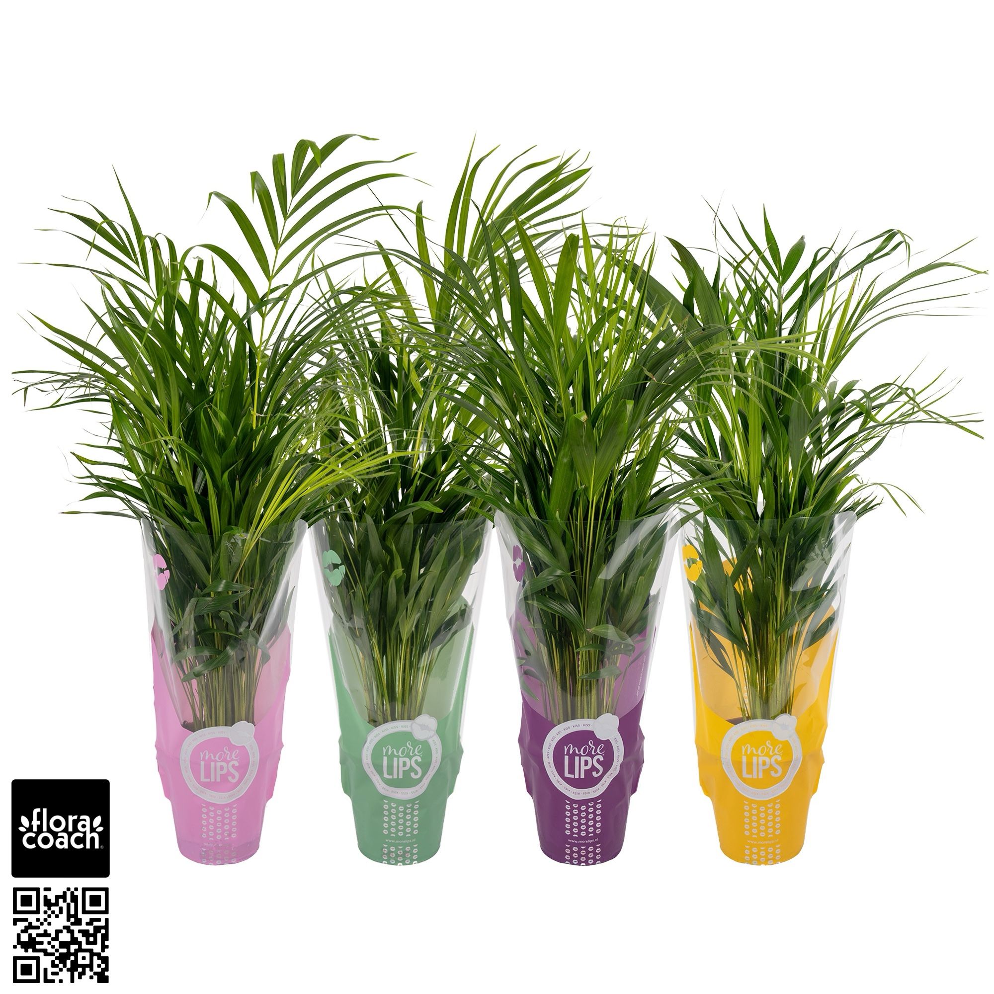 MoreLIPS® Dypsis Lutescens P19cm - H80cm in ShowHoes (Areca), D 19
